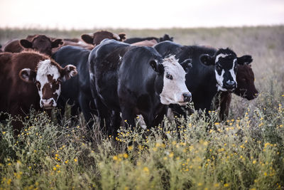 Cows on field