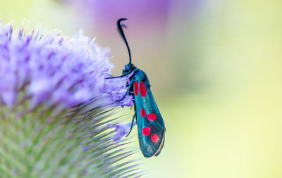 Close-up of butterfly on leaf