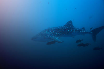 Fish swimming in sea