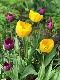 Close-up of yellow tulip flowers