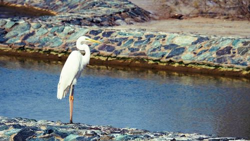 View of bird perching on lake