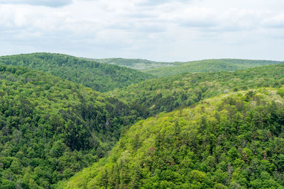 Scenic view of forest against sky