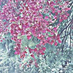 Close-up of pink flowers