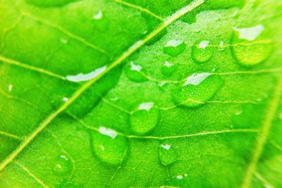 Full frame shot of wet leaf