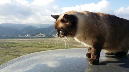 Side view of cat against mountains and sky