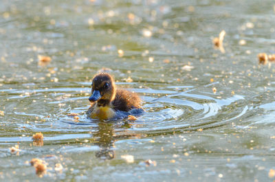 Duck swimming in a lake