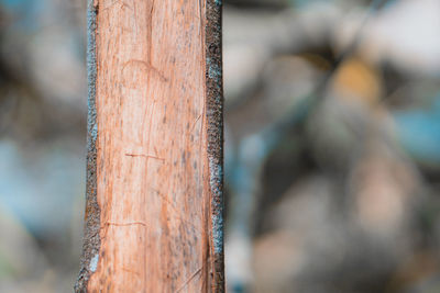 Close-up of tree trunk in forest