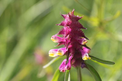Close-up of pink flowers