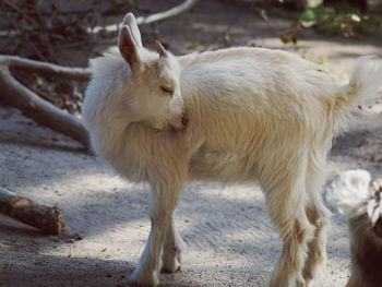 Close-up of kid goat on field