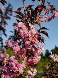 Close-up of pink cherry blossom