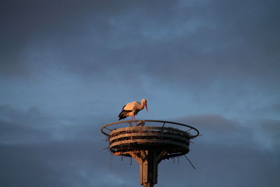 Stork in nest against sky