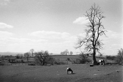 View of a horse in the field