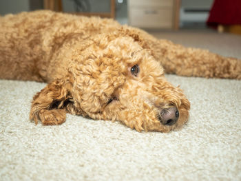 Portrait of dog lying on rug at home