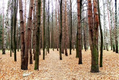 Trees in forest against sky