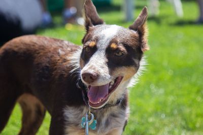 Close-up of dog standing on field