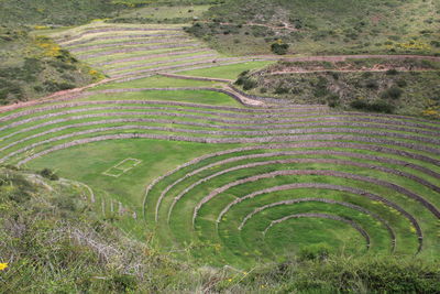 High angle view of agricultural field