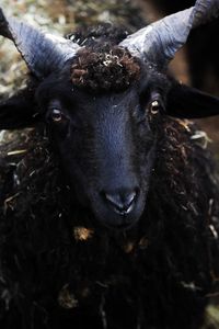 Close-up portrait of a black sheep