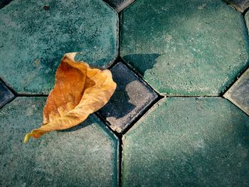 High angle view of dry leaves on floor