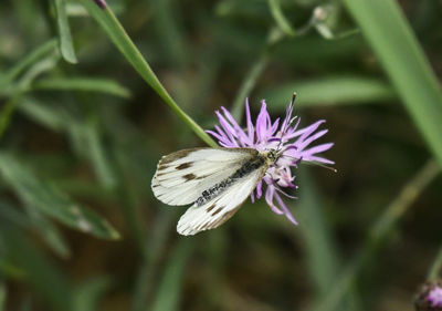 Close-up of butterfly pollinating on purple flower