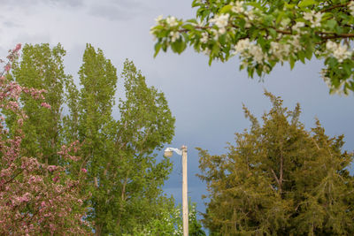 Low angle view of trees against sky