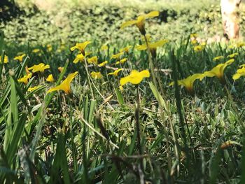 Close-up of yellow flowers growing in field