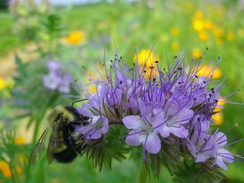 Close-up of bee pollinating on purple flower