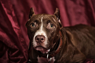 Close-up portrait of dog