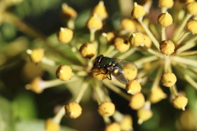 Close-up of bee on flower