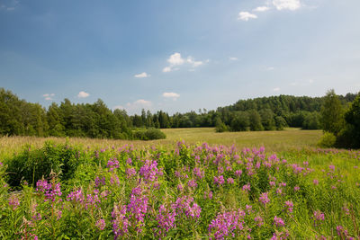 Purple flowering plants on field against sky