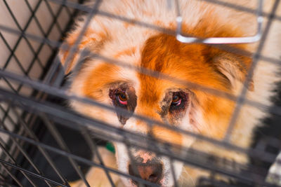 Close-up of dog in cage