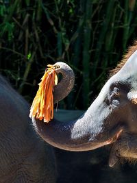 Close-up of elephant