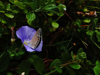 Close-up of butterfly pollinating on purple flower