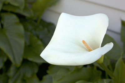 Close-up of white flower