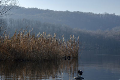 View of birds in lake