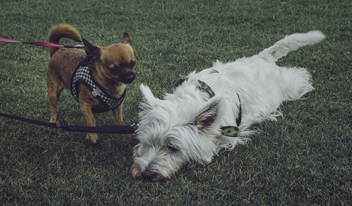 High angle view of dog on field