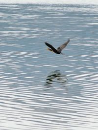 Bird flying over lake