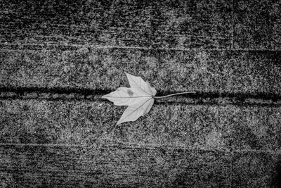 Close-up of dry leaf on field