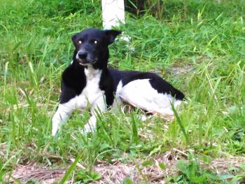 Dog standing on grassy field