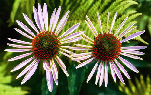 Close-up of purple flowering plant on field