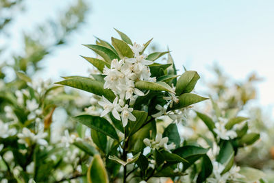 Close-up of plant