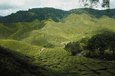 Scenic view of agricultural field