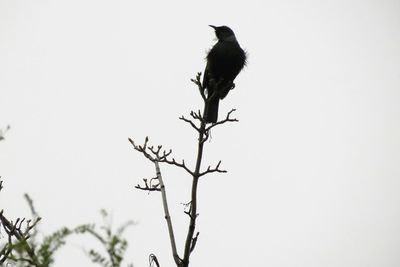 Low angle view of bird perching on tree against sky