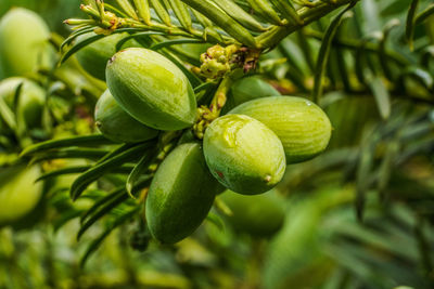 Close-up of fruit growing on tree