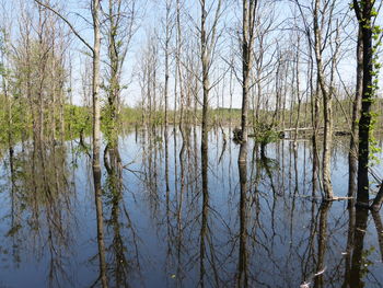 Reflection of bare trees in lake