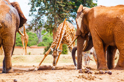 Mammals on field at tsavo east national park