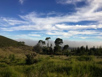 Trees on field against sky