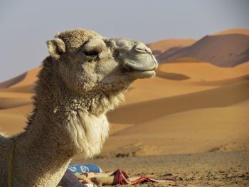 View of an animal on sand