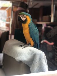 Close-up of a bird perching outdoors