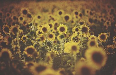 Close-up of sunflowers growing in field