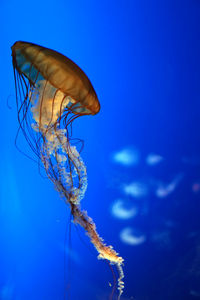 Close-up of jellyfish swimming in water